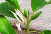 含笑花的家庭养法（让你轻松打造缤纷花园，快乐种植含笑花）