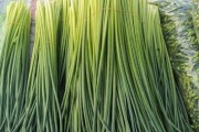 揭秘韭菜的神秘故乡（探寻韭菜的历史渊源与地理分布）
