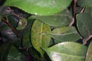 茶花上长了虫怎么办？（应对茶花上虫害的有效方法与技巧）