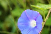 喇叭花的花语和寓意（探寻喇叭花的吉祥寓意及代表的含义）