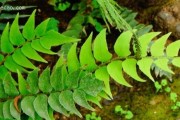 贯众（裸子植物的特点和贯众的独特之处）