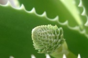 揭秘芦荟种子的外观特征（探究芦荟种子的形态结构及其生长特性）