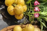 以人生果树如何度过冬季（果树保护和护理的关键方法）