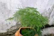 文竹水浇多了的救治方法（遇上文竹水浇多了应该如何处理？）