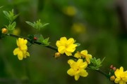 迎春花秋天开花的奥秘（探究迎春花的生长特点和开花原因）