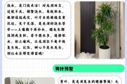 龙血树叶子为何会变黄？（探究龙血树叶子变黄的原因及应对措施）