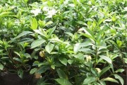 如何种植小叶栀子花？（步骤详解，让您轻松成为小叶栀子花种植专家！）