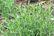 百里香的功效与作用（草本植物的多种功效与医疗应用）