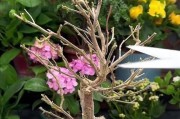 三角梅为什么会掉花？（探究三角梅掉花现象的原因和解决方法）
