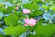 如何养护莲花，让它开花更多？（莲花养护必须知道的15个技巧）