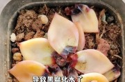多肉植物如何正确浇水（养护多肉的关键技巧与注意事项）