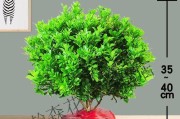 如何养殖美丽的米兰花（从选品到养护，教你打造花园中的亮点）