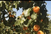 杏树的成熟季节及采摘时间（揭秘杏树成熟季节，让你知道哪个月份可以摘到甜美的杏子）