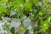 常青藤施什么肥最好？如何正确给常青藤施肥？
