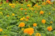 如何让万寿菊快速发芽（掌握种植技巧，让万寿菊在短时间内破土而出）
