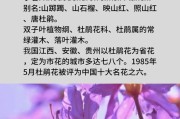 离别花语——向日葵（告别阳光，迎接未来）