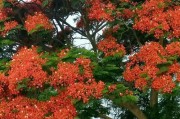 金凤花开花时间详解（探秘金凤花的开花季节和生长环境）