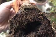 滴水观音叶子烂了应该怎么处理？（滴水观音叶子烂了，如何抢救？教你轻松应对）