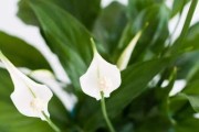 佛手花的喜阳习性（探究佛手花的光合作用和光照需求）
