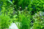 水草养护全攻略（用什么水、如何养好、避免误区）