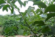 核桃树剪枝的最佳时间（掌握核桃树剪枝时间，提高果树产量）