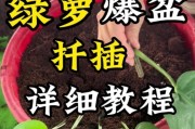 绿萝水族箱养殖技巧（探索绿萝在水中生长的奥秘）