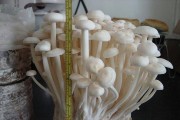 金针菇生长条件与特点（探究金针菇的生长环境和生物特性）