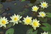睡莲开花时间与频率分析（探究睡莲开花的周期和花期长度）