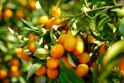 金枣的开花结果时间（了解金枣的生长过程，更好地管理金枣园）