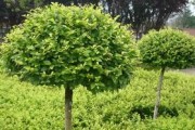金叶女贞——草木结合的奇妙植物（探寻金叶女贞的草本和木本特性）