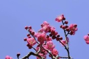 庭院种梅花的优点和适宜位置（让你的庭院美如画的梅花，为你带来的惊喜和欣喜）