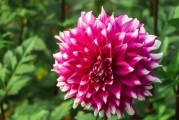 大丽花是多年生植物吗？——揭开大丽花生长的秘密