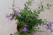 蕾丝金露花花期及注意事项（揭秘蕾丝金露花的生长特点和保护方法，助你更好地欣赏美丽的花海）