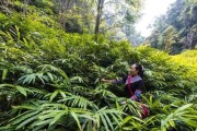 砂仁的生态环境与栽培技术（探究砂仁生长的条件和栽培关键）