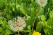 蒲公英的生长环境（探寻蒲公英的生长奥秘）