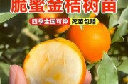 金桔树的抗寒能力（金桔树冬天会冻死吗？解答来了！）