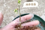 蓝莓扦插繁殖技巧（掌握这些关键步骤，快速种出美味的蓝莓果实！）