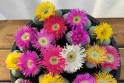生石花是否能开花的奥秘（揭开生石花开花之谜的关键因素）