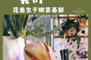 大花犀角黑斑治疗方法详解（探索大花犀角黑斑治疗的有效途径）