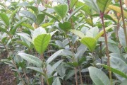“种植桂花籽的方法与注意事项”（桂花籽可以种吗？如何选择种子？如何种植？有哪些注意事项？）