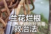 兰花烂根如何处理？（浇水的时间是关键！）