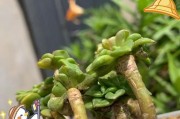 夏天如何养护蜡牡丹（掌握关键技巧，让蜡牡丹在炎热夏季绽放绚丽花朵）