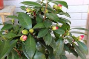 茶花夏季养护全攻略（如何在夏季给茶花提供良好的生长环境）