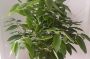 非洲茉莉能浇啤酒吗？（探讨非洲茉莉的饮水习惯及其适宜的浇水方式）