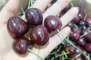 车厘子季节大揭秘（哪个季节的车厘子最好吃？吃车厘子的6大禁忌！）