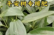 怎样处理平安树的烂叶问题？（去除平安树烂叶的简易方法）