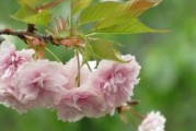 揭秘晚樱花期（什么时候迎来晚樱花期？如何欣赏？）