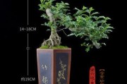 清香木养护全攻略（春夏秋冬浇水技巧，让你的清香木长得更健康）