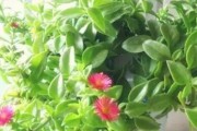 牡丹吊兰的花期是什么时候？（了解牡丹吊兰花期，享受更美的花卉生活）