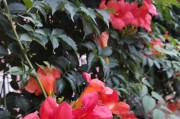 探秘凌霄花的生长规律（一年内凌霄花到底能长多高？）